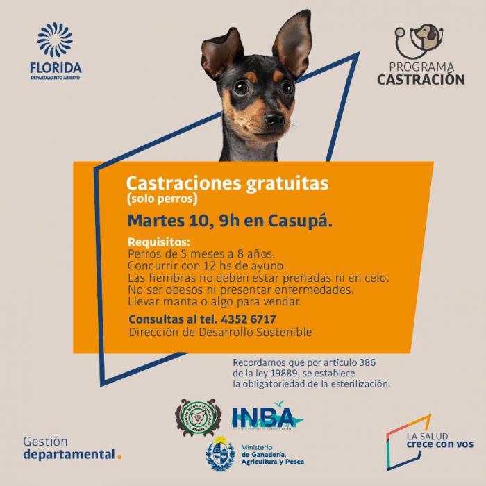 Castraciones canes ´´