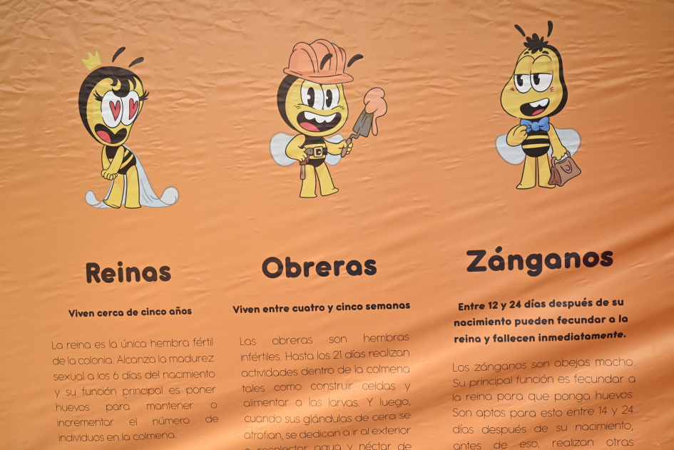 Lavalleja celebró el Día Mundial de la Abeja con actividades educativas y apoyo al sector apícola