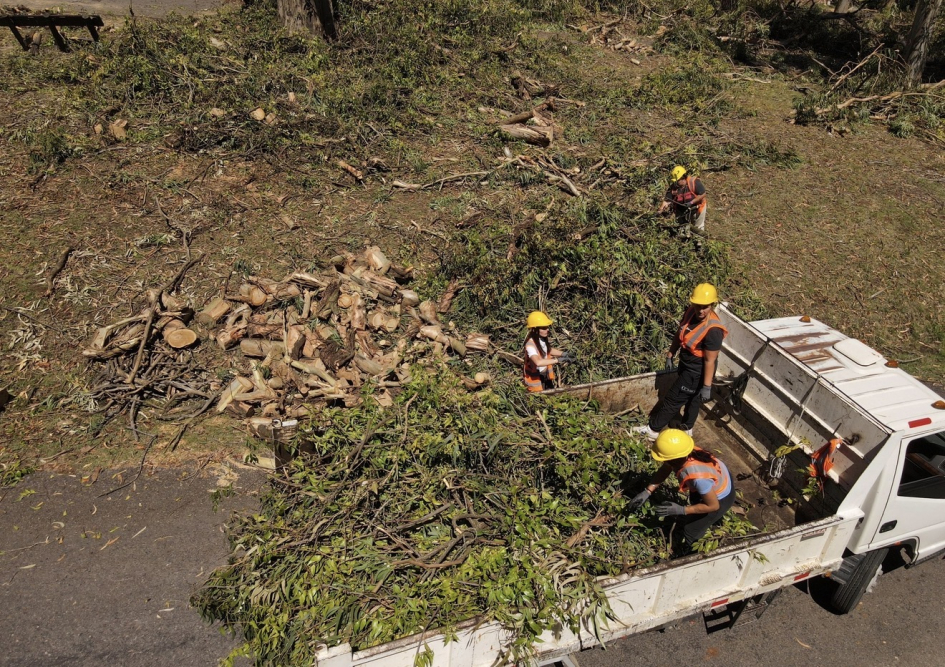 Trabajo exhaustivo en más de 30 árboles de gran porte 