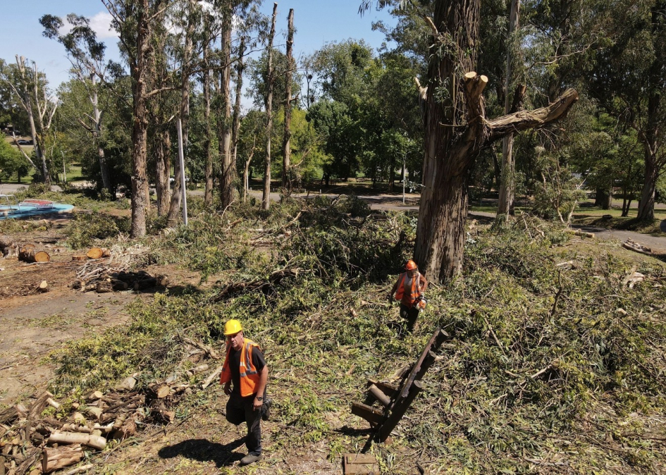 Trabajo exhaustivo en más de 30 árboles de gran porte 
