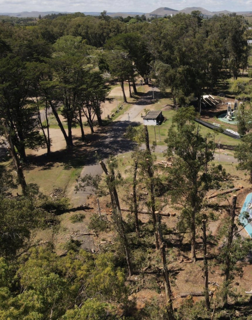 Trabajo exhaustivo en más de 30 árboles de gran porte 
