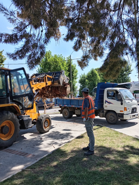 La Intendencia de Lavalleja extrae palmeras afectadas de la plaza de Solís de Mataojo