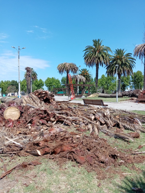 La Intendencia de Lavalleja extrae palmeras afectadas de la plaza de Solís de Mataojo