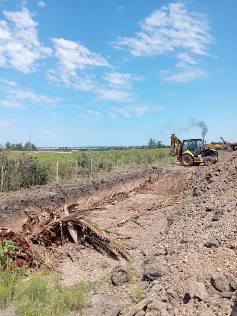 La Intendencia de Lavalleja extrae palmeras afectadas de la plaza de Solís de Mataojo