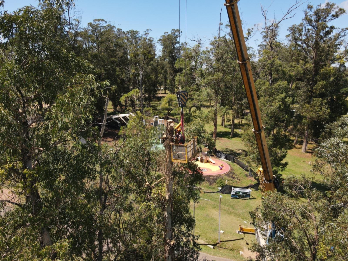 Trabajo exhaustivo en más de 30 árboles de gran porte 