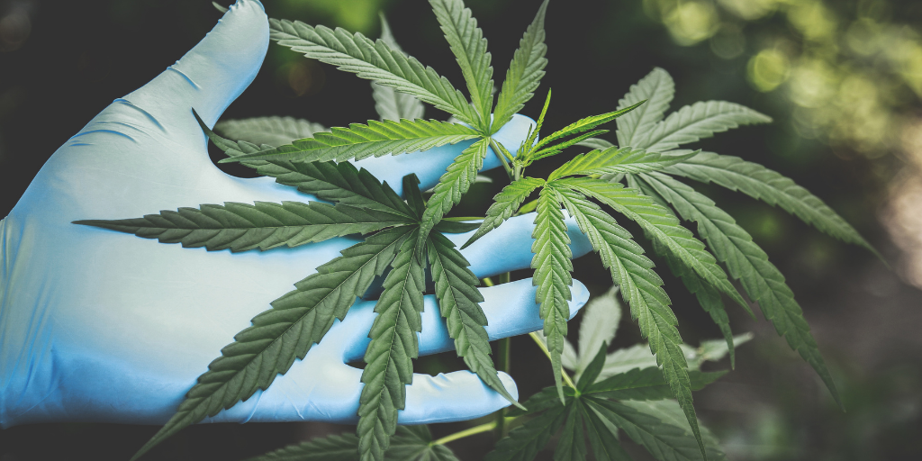 Drogas de mayor uso: Cannabis | Junta Nacional de Drogas Drogas de mayor uso: Cannabis | Junta Nacional de Drogas