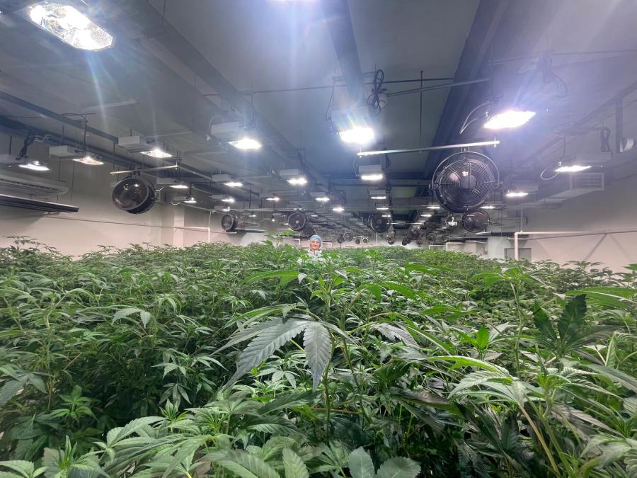 Laboratorio con plantas de cannabis
