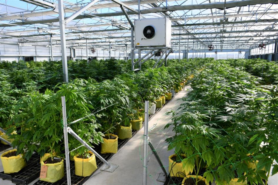 Polígono de producción de cannabis Polígono de producción de cannabis
