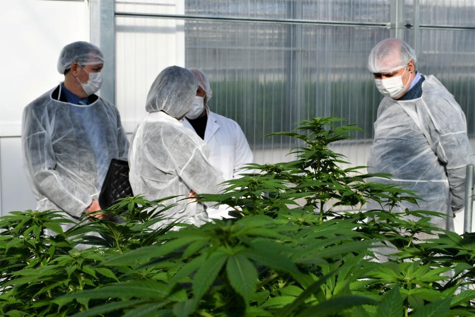Polígono de producción de cannabis