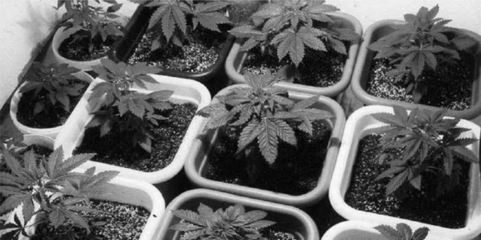 Encuesta cultivadores domésticos Encuesta cultivadores domésticos