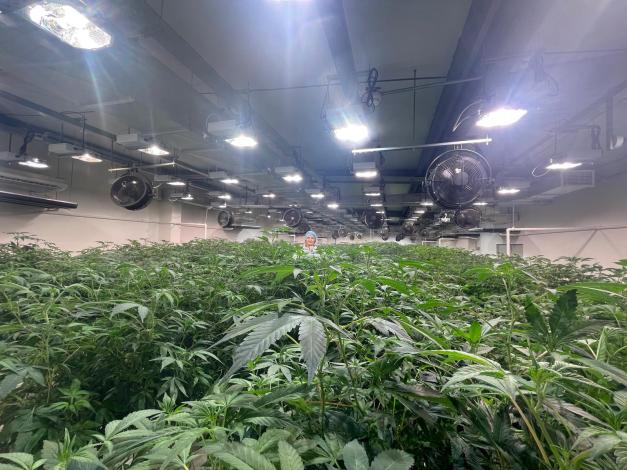 Laboratorio con plantas de cannabis