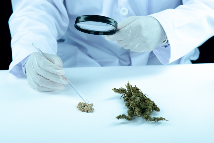 Investigación Cannábica