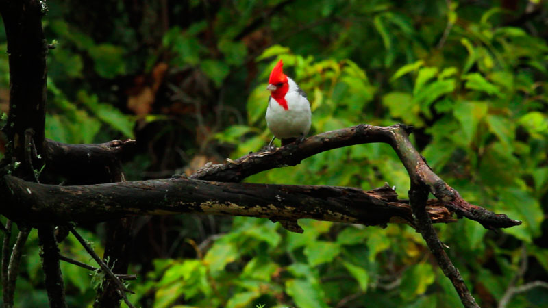 Biodiversidad y Ecosistemas