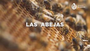 abejas