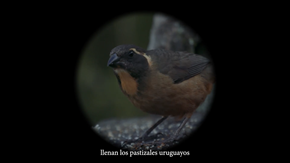 aves