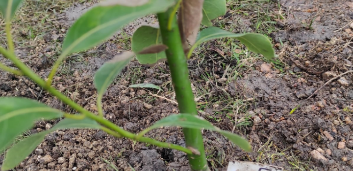 Plantación de especies nativas en San Bautista