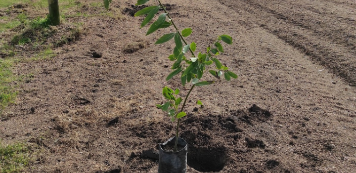 Plantación de especies nativas en San Bautista