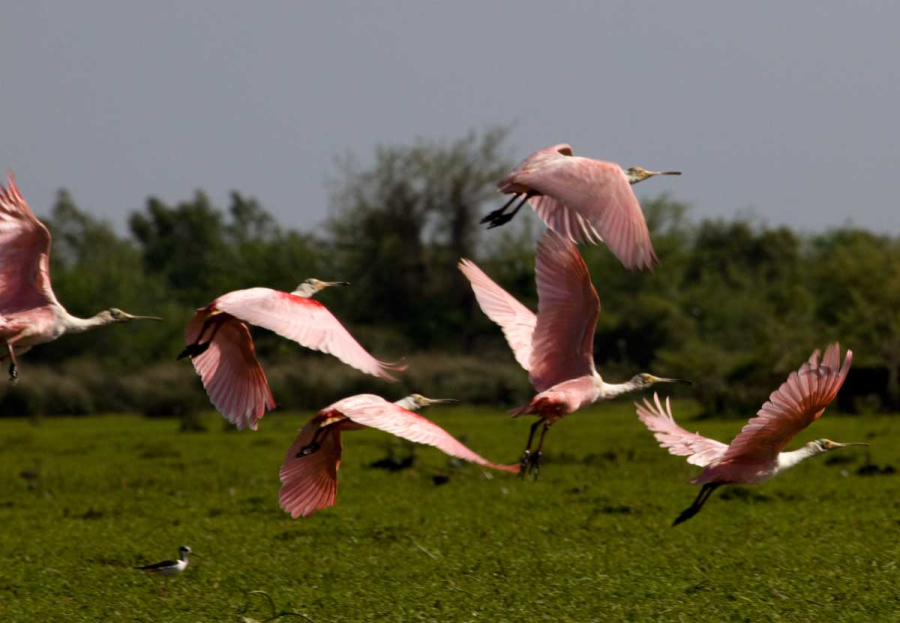 Día Mundial de los Humedales 2026