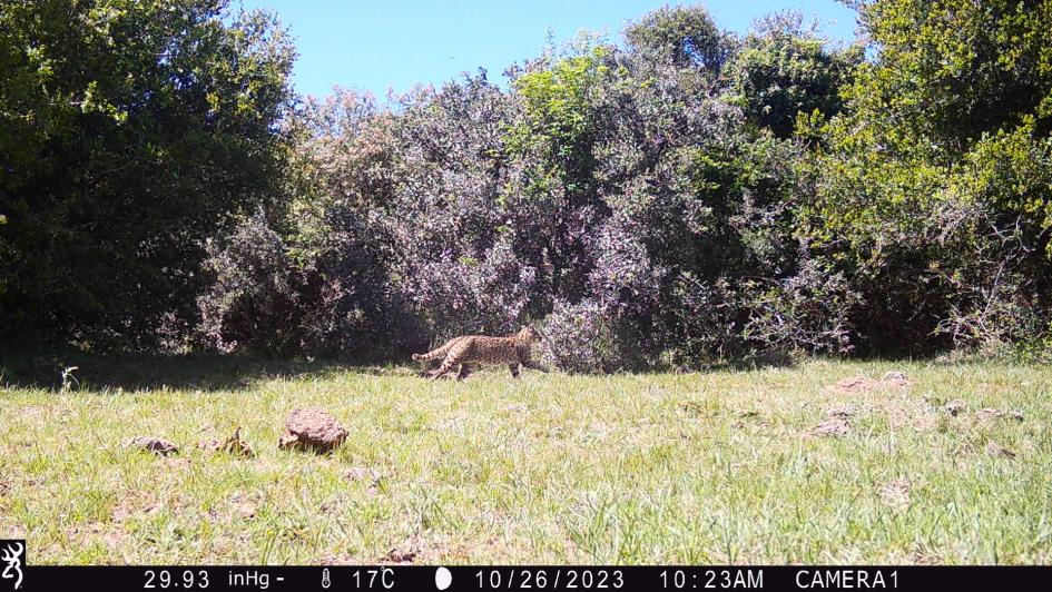 Margay, especie prioritaria para la conservación. Registro Cámaras Trampa: Ariel Farías, CURE-Udelar