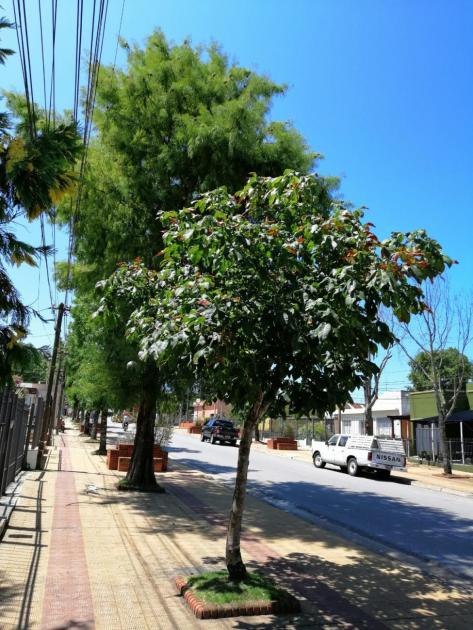 Flores, Uruguay Avenida en el departamento de Flores. En la foto un árbol de la especie Castaño de la India