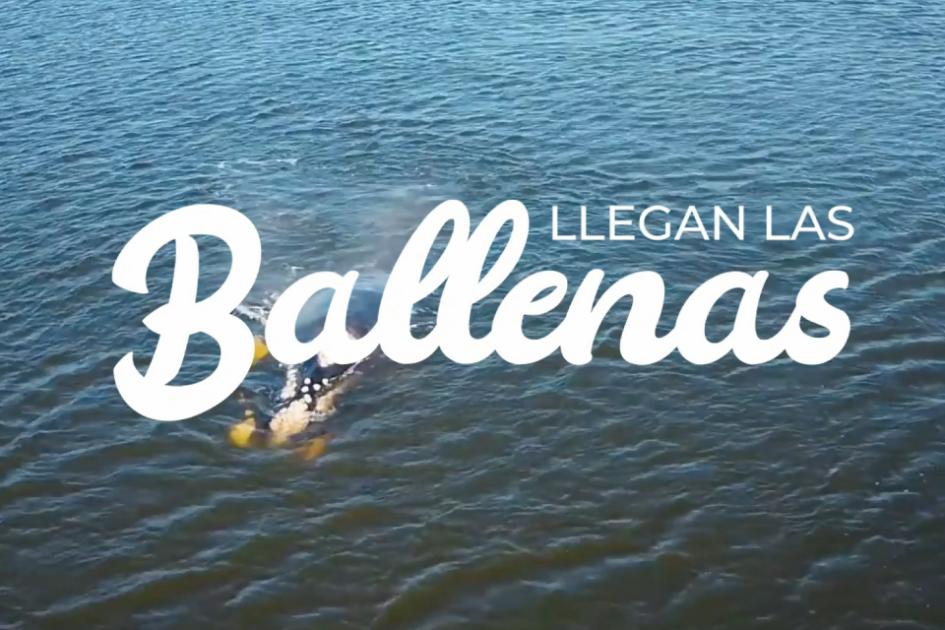 Ballena Franca "