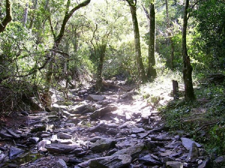 Bosque Nativo bosque