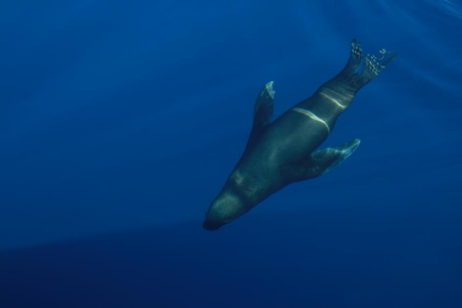 Campaña de exploración de National Geographic Society en ambientes de profundidad de aguas uruguayas