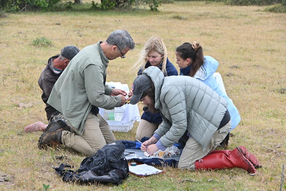 Reintroducción cardenal amarillo