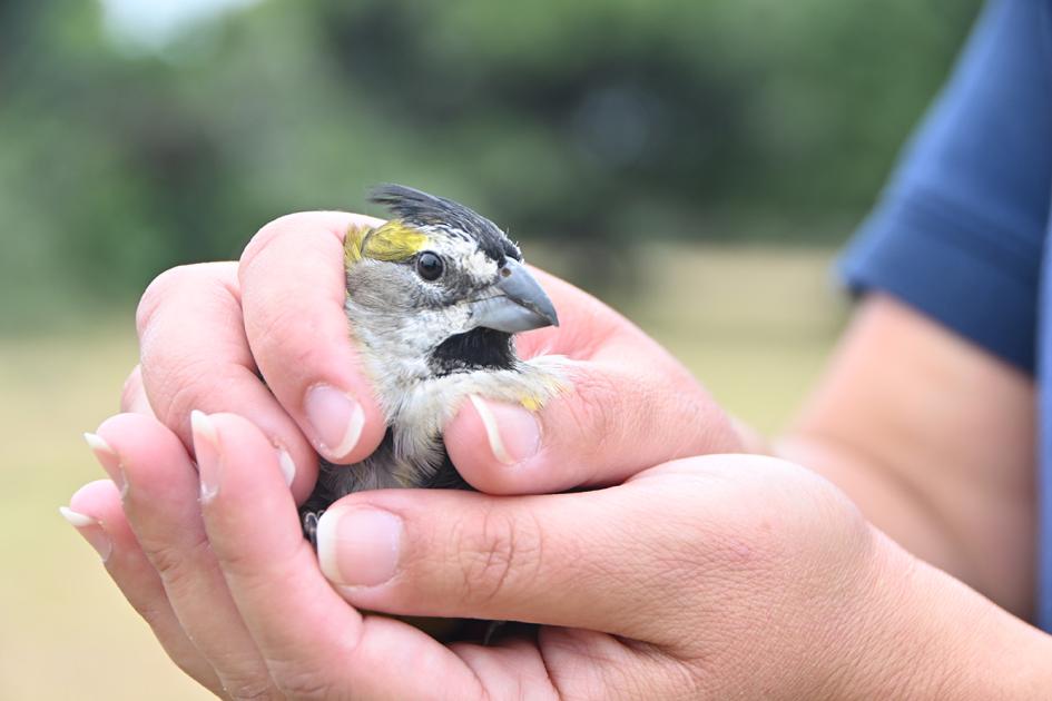 Reintroducción cardenal amarillo