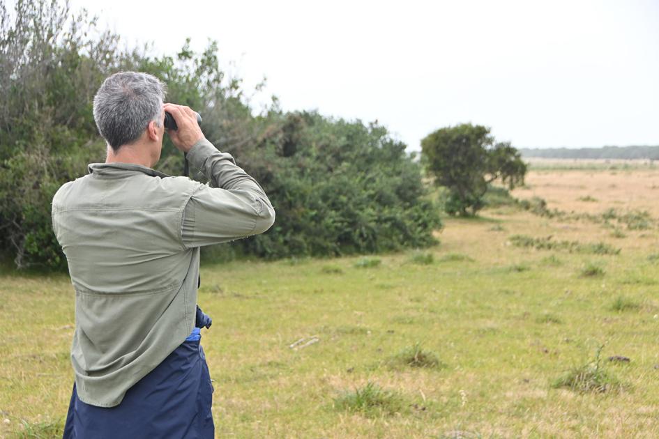 Reintroducción cardenal amarillo
