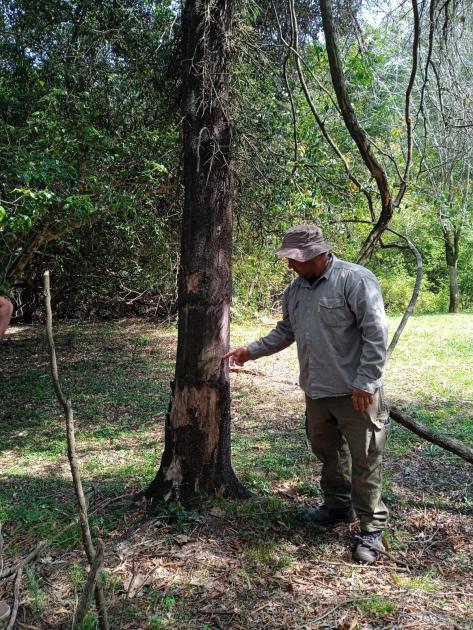 Estrategia para el control de especies exóticas invasoras en ecosistemas costeros del Río Uruguay Estrategia para el control de especies exóticas invasoras en ecosistemas costeros del Río Uruguay