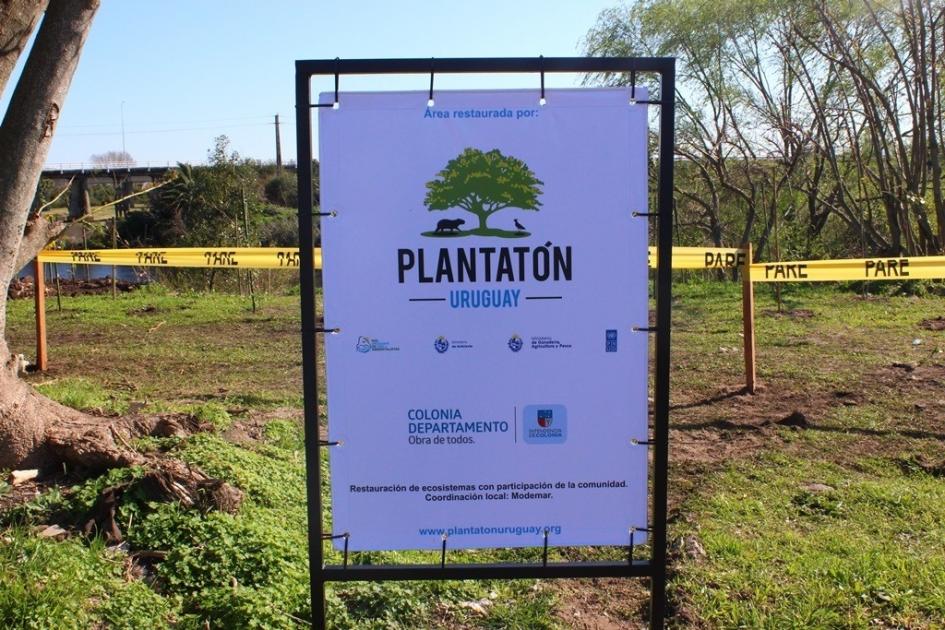 Uruguay: 1.000 árboles plantados en el departamento de Colonia | Ministerio Ambiente