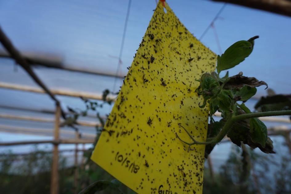  Jornada Insectos Benéficos 