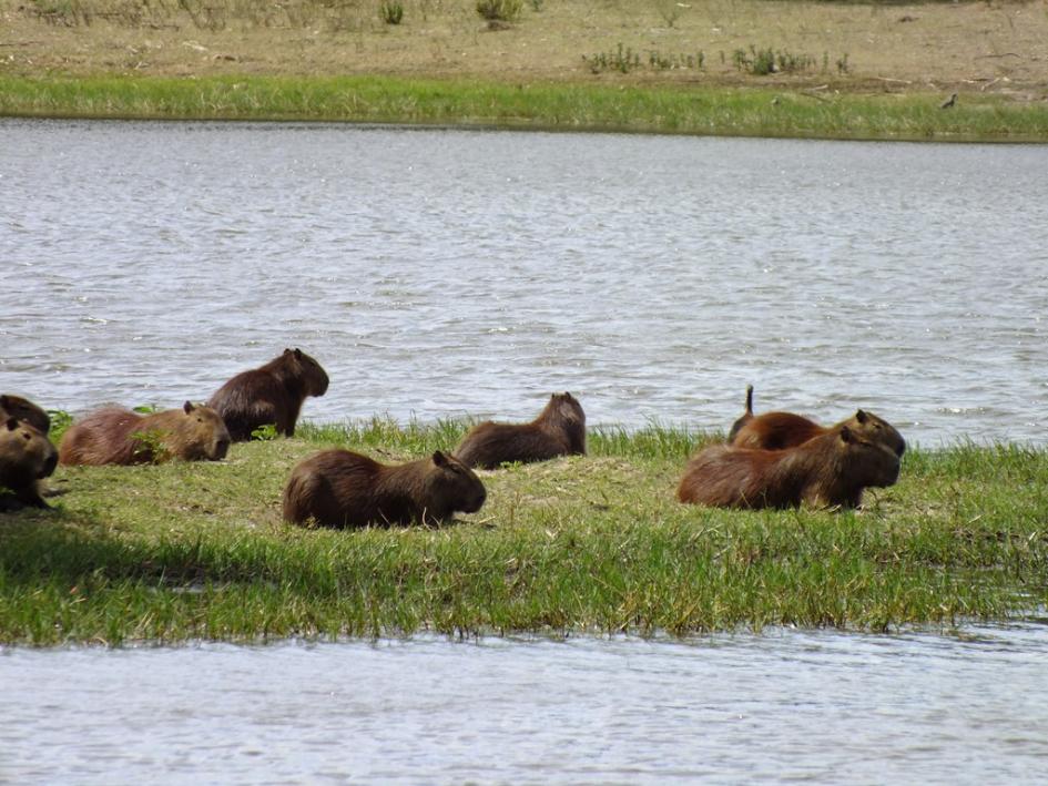 Laguna de Rocha