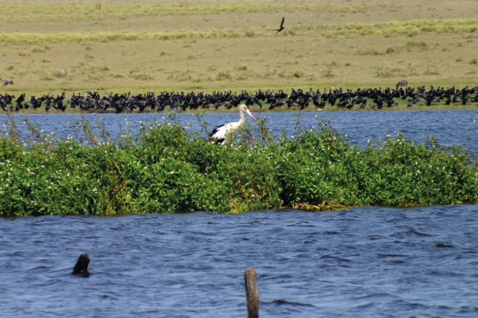 Laguna de Rocha