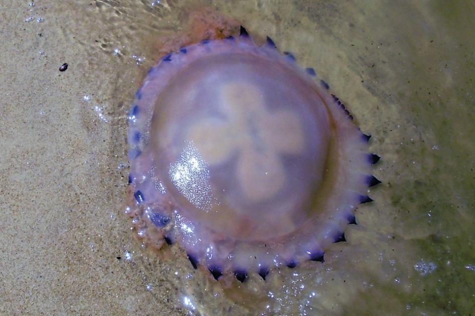 Medusas Medusas