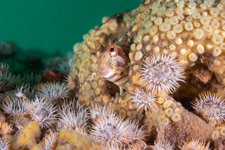 Día Mundial de los Océanos Día Mundial de los Océanos