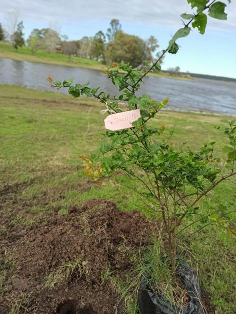 Plantatón, árboles nativos