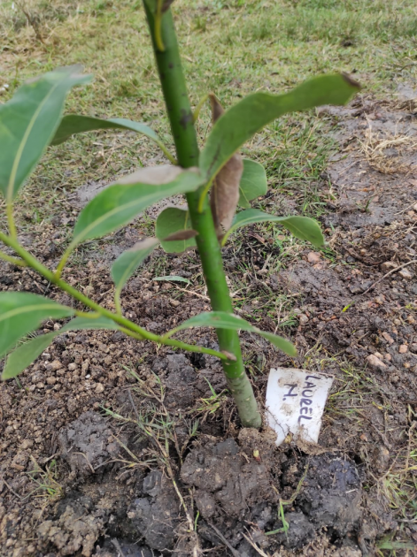 Plantación de especies nativas en San Bautista