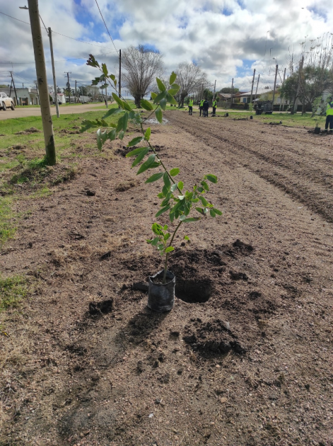 Plantación de especies nativas en San Bautista