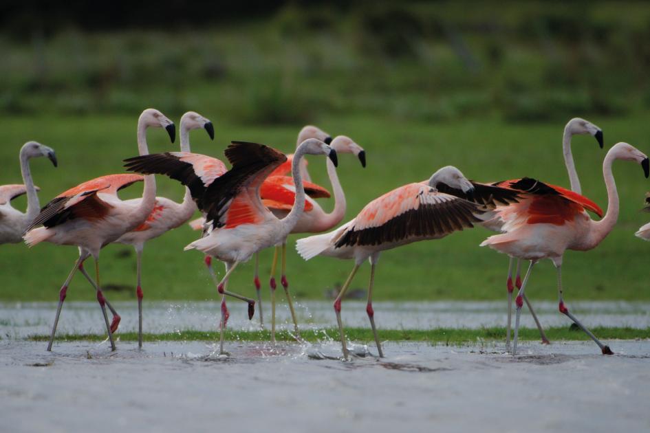 Flamencos australes, especie prioritaria para la conservación, en zona bolsón de Anastasio