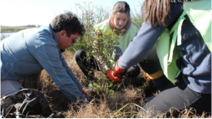 Voluntariado