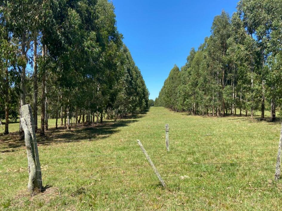 Definición, caracterización y cuantificación del área bajo sistemas silvopastoriles en Uruguay 