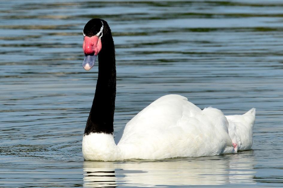 Cisne Cisne
