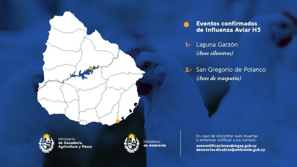 Eventos confirmados de influenza aviar