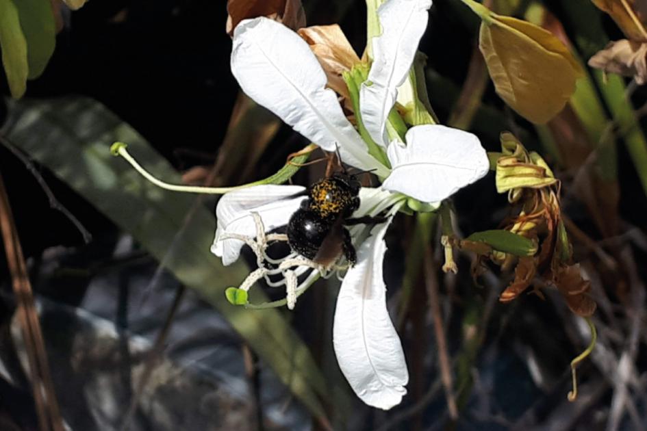 Abeja nativa Uruguay