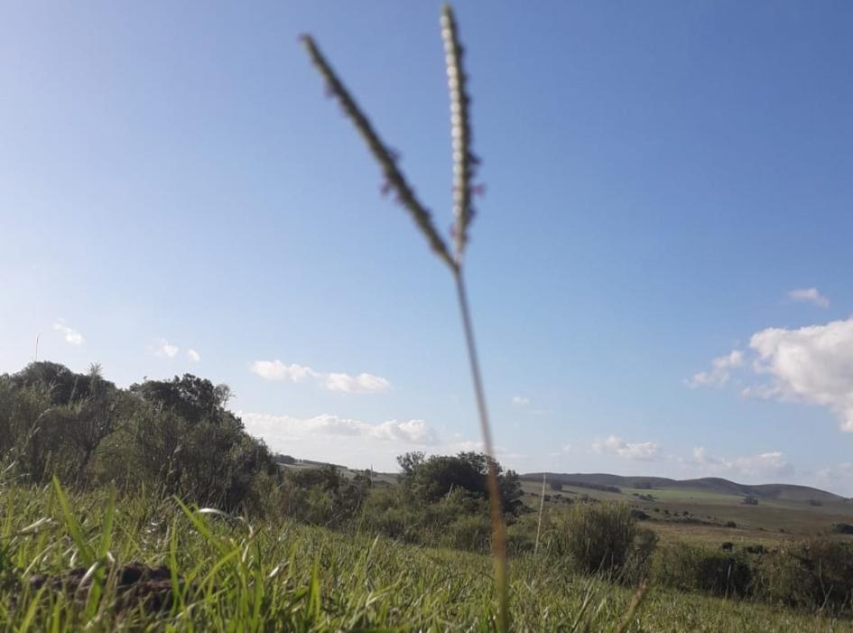 campo natural campo natural