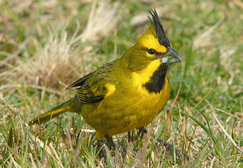 Cardenal amarillo Cardenal amarillo
