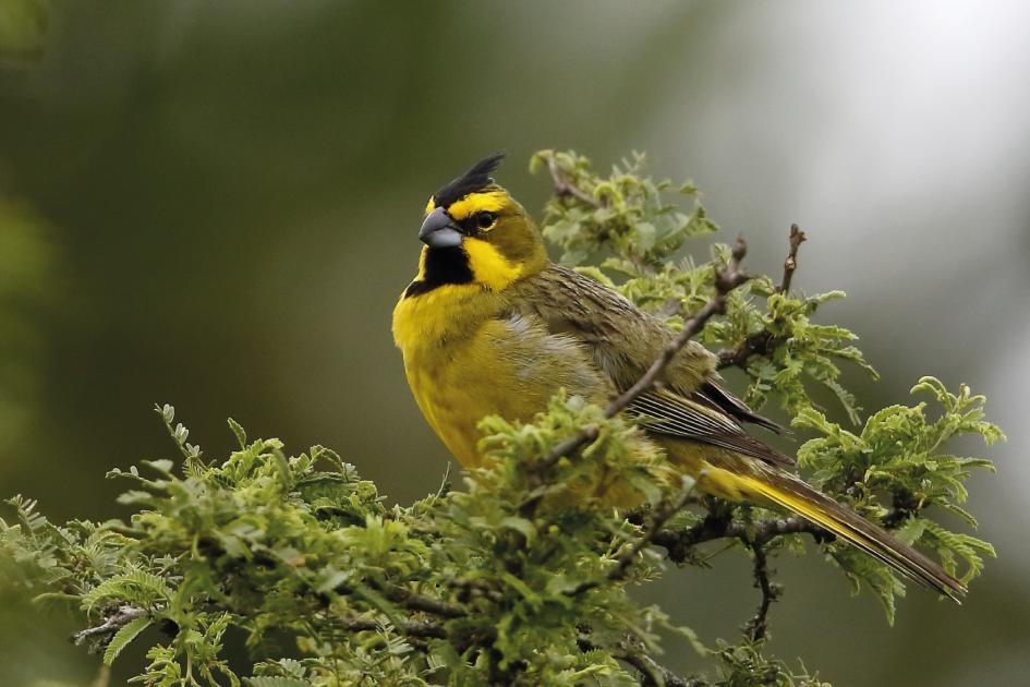 Cardenal amarillo Cardenal amarillo