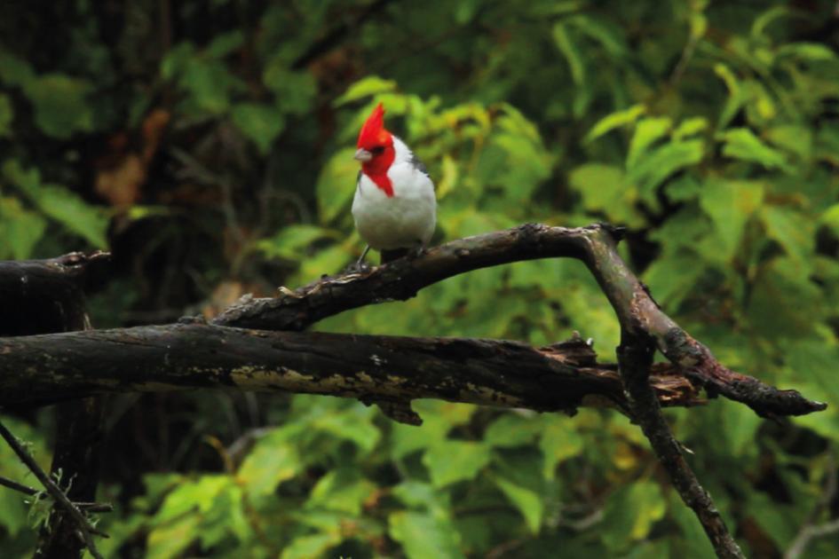 Cardenal copete rojo